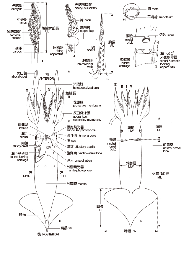 頭足類の分類 全国いか加工業協同組合