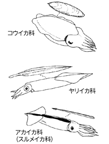 イカ類の重要3科