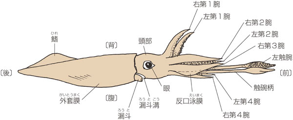 【図】イカの体