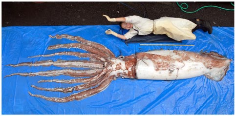 ダイオウイカ（日本海に漂着）外套長1.8m。触腕は失われている（撮影：窪寺恒己）