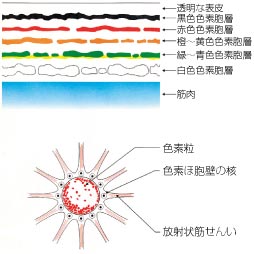 色素胞の構造