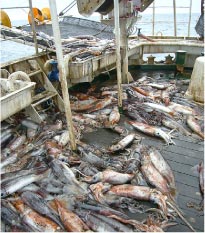 アカイカの大漁　国立研究開発法人水産研究・教育機構